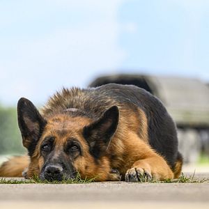Bilder Ein Hund namens Palma