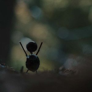 Bilder Der Kastanienmann