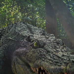 Bilder Crocodile Island