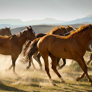 Bilder Meine Helden waren Cowboys