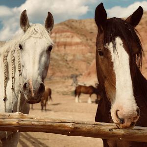 Bilder Meine Helden waren Cowboys