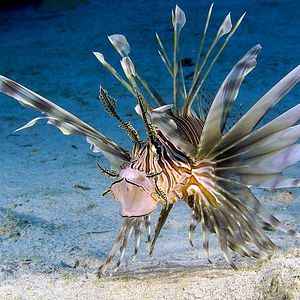 Bilder Wonders Of The Sea