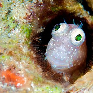 Bilder Wonders Of The Sea