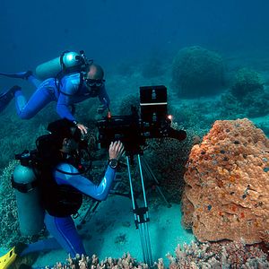 Bilder Wonders Of The Sea