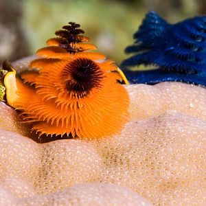 Bilder Wonders Of The Sea