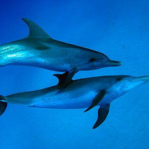 Bilder Wonders Of The Sea