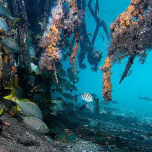 Bilder Wonders Of The Sea