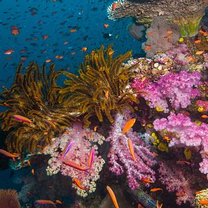 Bilder Wonders Of The Sea