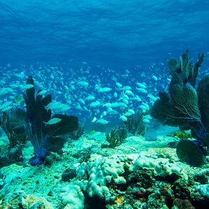 Bilder Wonders Of The Sea