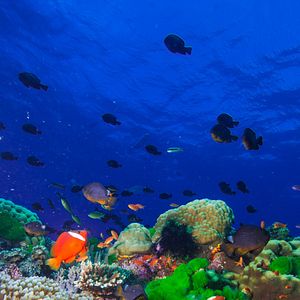 Bilder Wonders Of The Sea