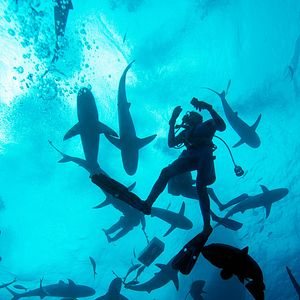 Bilder Wonders Of The Sea