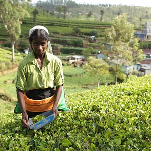 Bilder Altaïr Conférences - Sri Lanka, L'île des dieux et des hommes