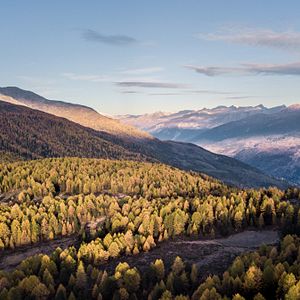 Bilder Wild - Jäger und Sammler