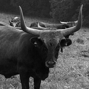 Bilder Her Name Was Europa