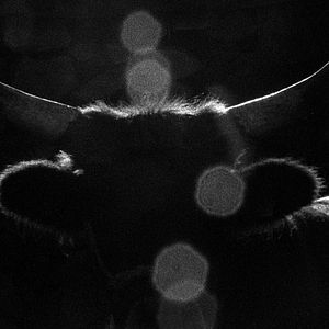 Bilder Her Name Was Europa