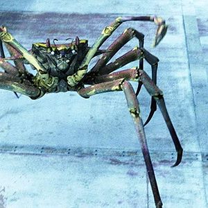 Bilder Aquarium Of The Dead