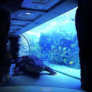 Bilder Aquarium Of The Dead