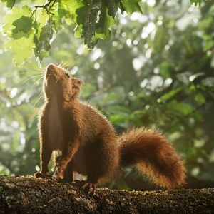 Bilder Die Eiche – Mein Zuhause