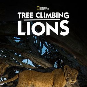 Bilder Tree Climbing Lions
