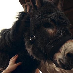 Bilder Hopfen, Malz und Blei