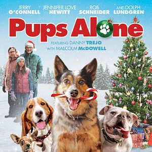 Bilder Hunde - allein zu Haus