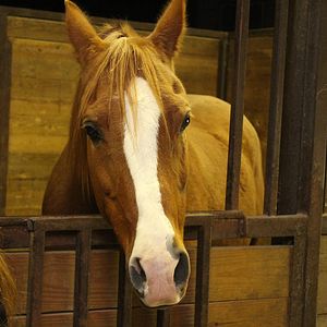 Bilder Glory - Eine ungezähmte Freundschaft