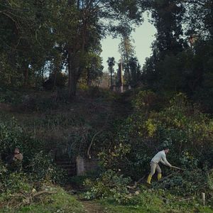 Bilder Die Zähmung der Bäume - Taming the Garden