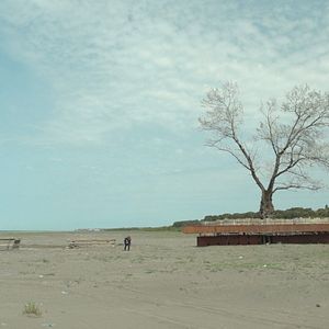 Bilder Die Zähmung der Bäume - Taming the Garden