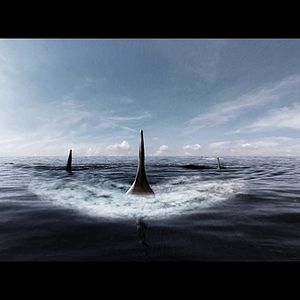 Bilder Megalodon Rising - Dieses Mal kommt er nicht allein
