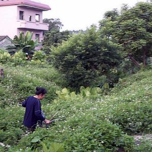 Bilder Guanzhou, une nouvelle ère