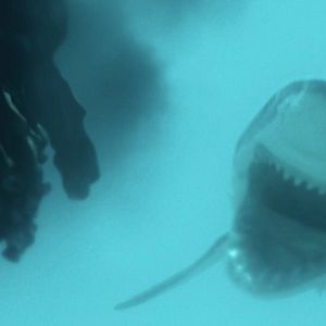 Bilder Surrounded - Tödliche Bucht