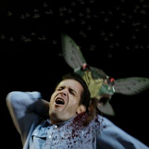 Bilder Cicada - Sind die Insekten Bomben?