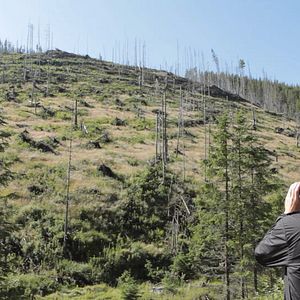 Bilder Wood - Der geraubte Wald