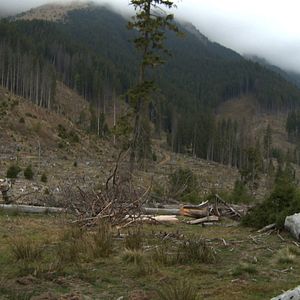 Bilder Wood - Der geraubte Wald