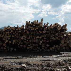 Bilder Wood - Der geraubte Wald