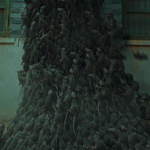 Bilder Rats On A Train