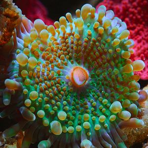 Bilder Puffs Reich: Wunder des Riffs