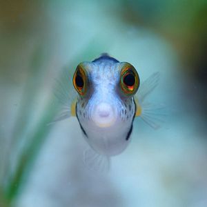 Bilder Puffs Reich: Wunder des Riffs