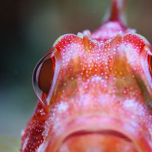 Bilder Puffs Reich: Wunder des Riffs