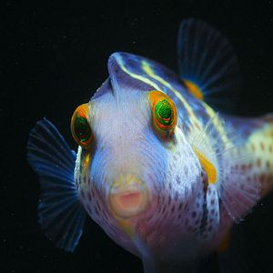 Bilder Puffs Reich: Wunder des Riffs