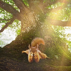 Bilder Die Eiche – Mein Zuhause