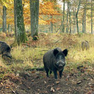 Bilder Die Eiche – Mein Zuhause