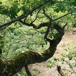 Bilder Die Eiche – Mein Zuhause