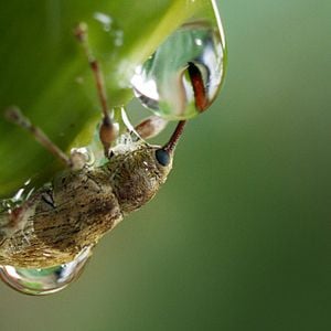 Bilder Die Eiche – Mein Zuhause