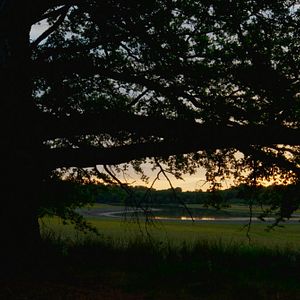 Bilder Die Eiche – Mein Zuhause