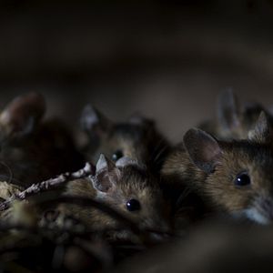 Bilder Die Eiche – Mein Zuhause