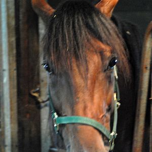 Bilder Ein Pferd fürs Leben