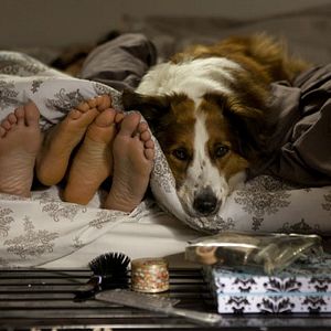 Bilder Der Dognapper - Auf den Hund gekommen