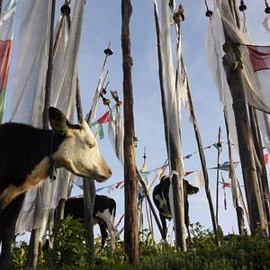 Bilder What Happiness Is - Auf der Suche nach dem Glück