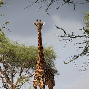 Bilder African Safari 3D